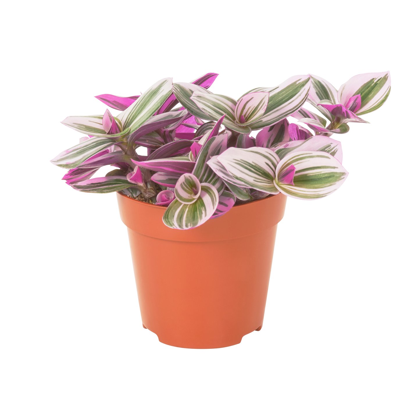 philodendron florida ghost care Philodendron 'Florida Ghost' | Indoor Plant | Tropical Plant | Potted Plant main image 0