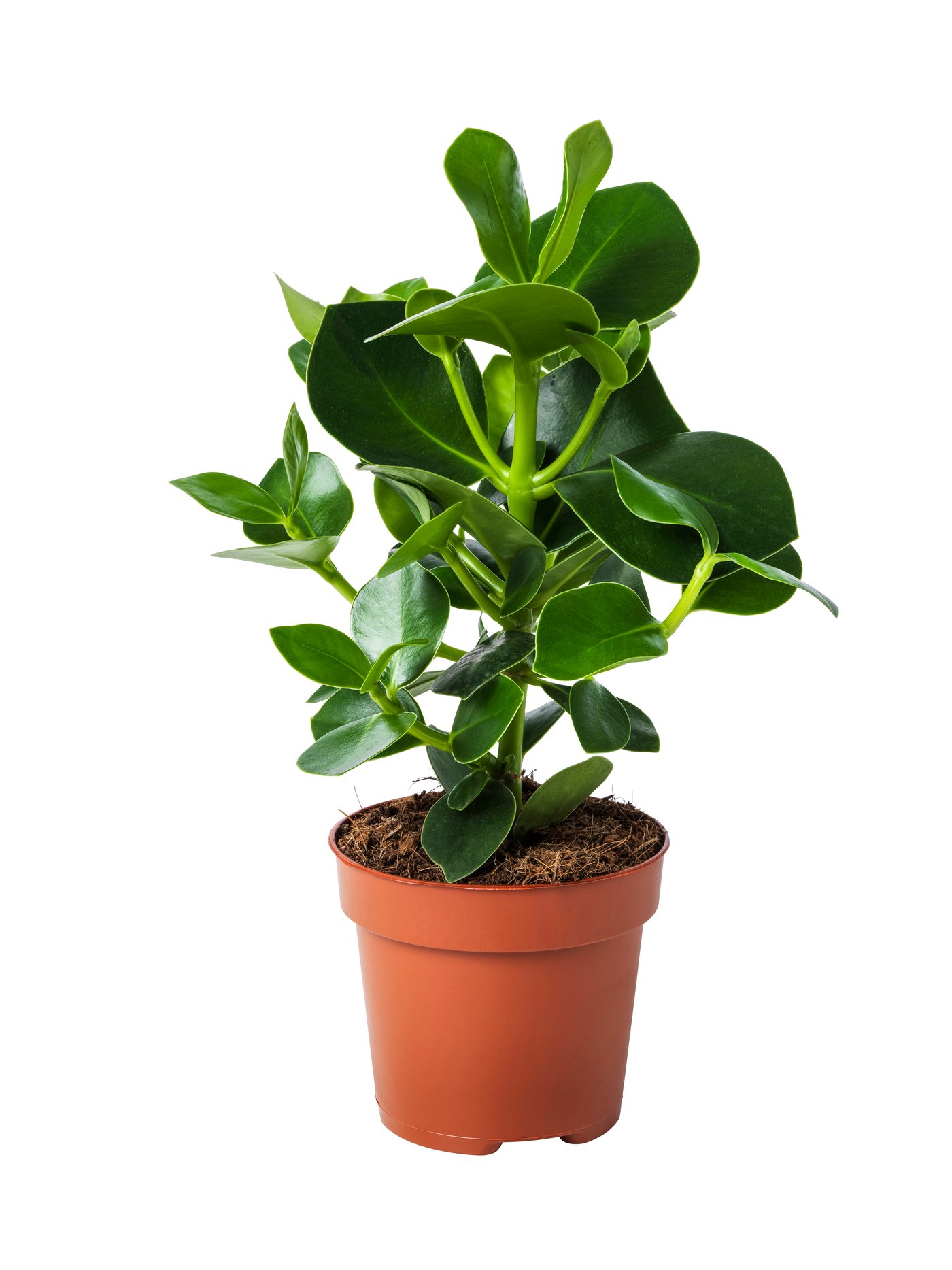 IKEA DYPSIS LUTESCENS Pflanze Goldfruchtpalme | Preisvergleich