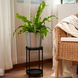 Topfpflanze am Fenster.