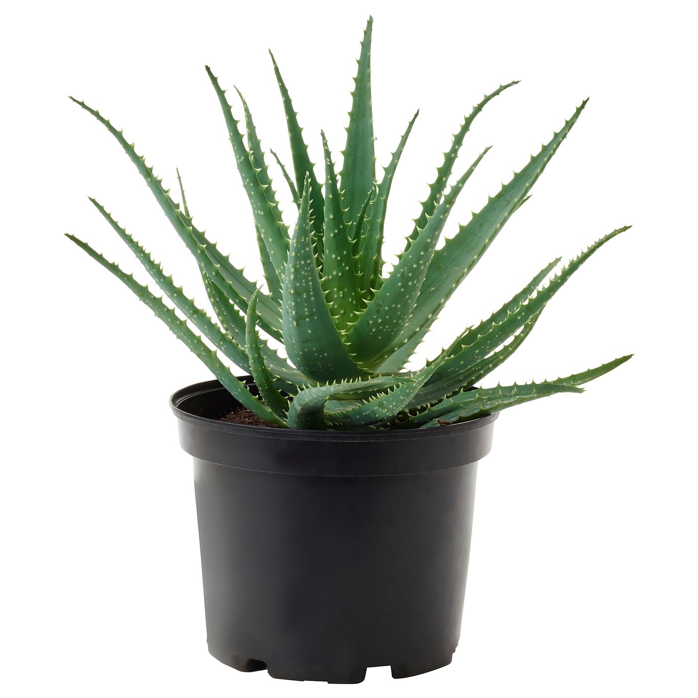 Aloe Arborescens Pflanze Bitterschopf 21 Cm Ikea Deutschland