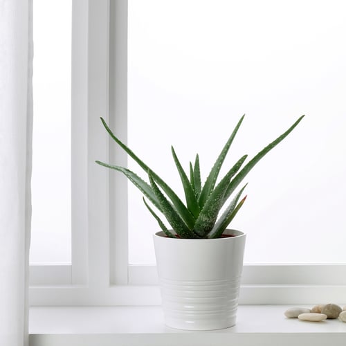 ALOE VERA Pflanze, Aloe Vera. Hol dir dein Lieblingsstück IKEA