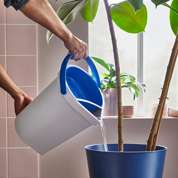 Person gießt blaue Topfpflanze mit blau/weißer Dose in der Nähe der gefliesten Wand.