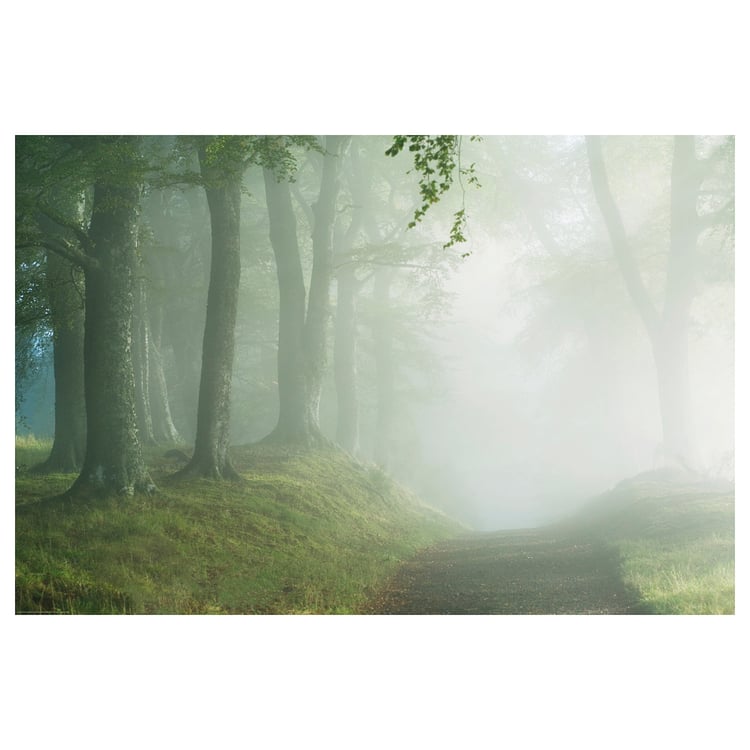 BILD Bild, Waldweg, 91x61 cm - IKEA Deutschland