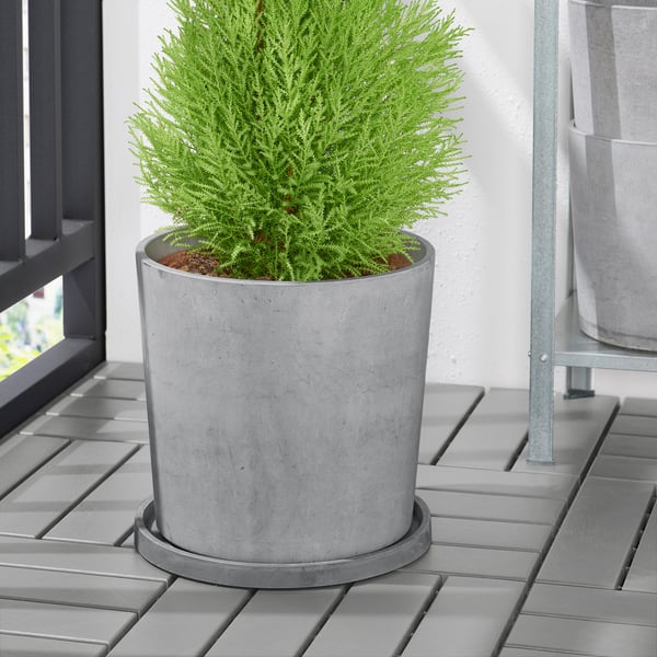 Ein rundes Zement-Pflanzgefäß auf einer grauen Untertasse mit einer grünen Pflanze, geeignet für den Außenbereich.