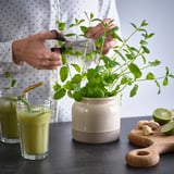 Minze für grüne Smoothies trimmen.