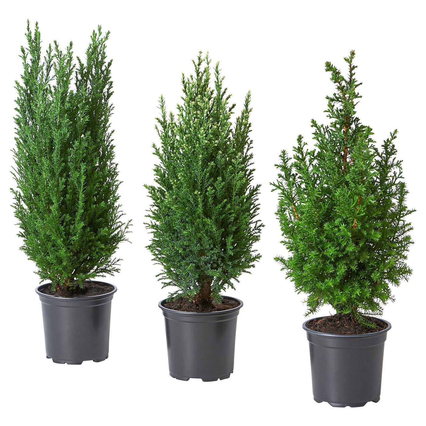 IKEA CHAMAECYPARIS Pflanze Zypresse versch. Arten