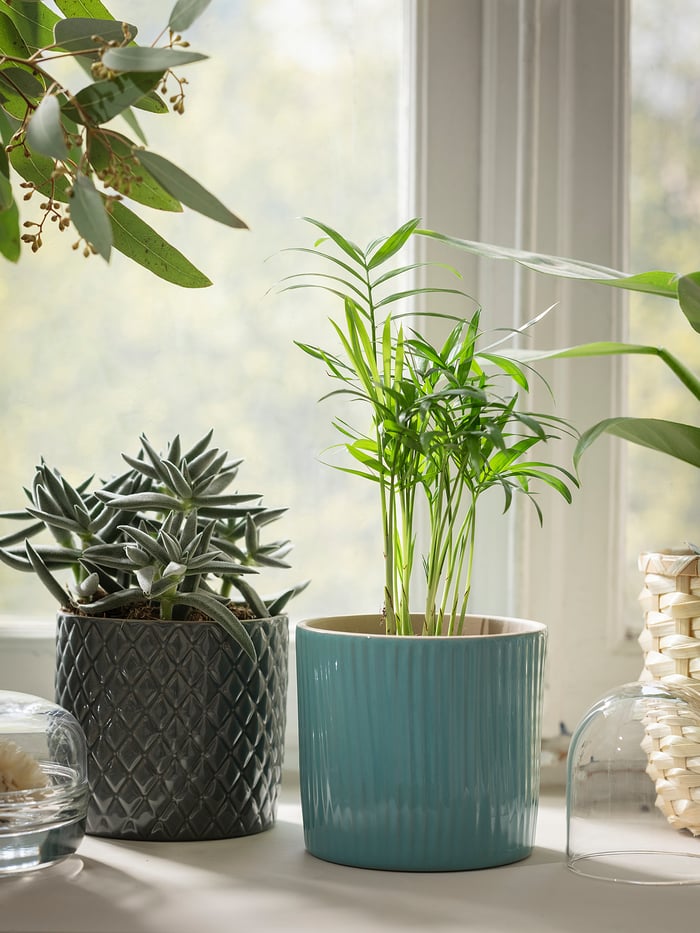CHAMAEDOREA ELEGANS Pflanze, Bergpalme, 9 cm - IKEA Deutschland