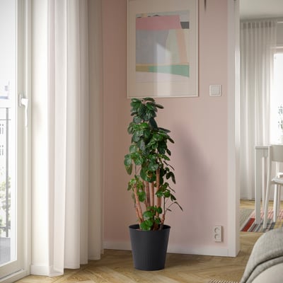Eine kleine Topfpflanze steht neben einem großen Fenster und bringt Grün in den gemütlichen Raum mit rosa Wänden und abstrakter Kunst.