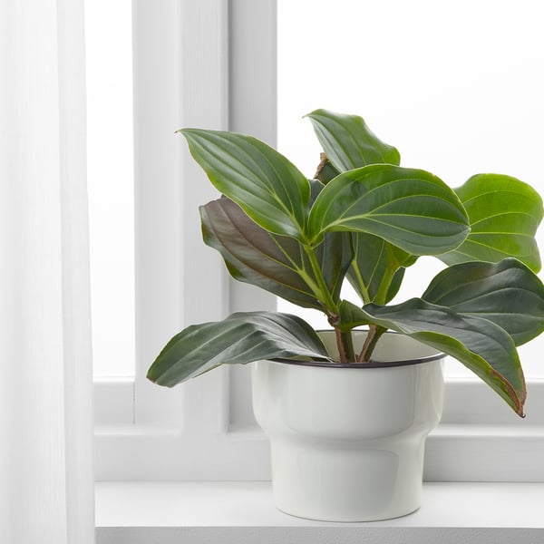 CITRONSYRA Übertopf, drinnen/draußen/weiß, 15 cm - IKEA Deutschland