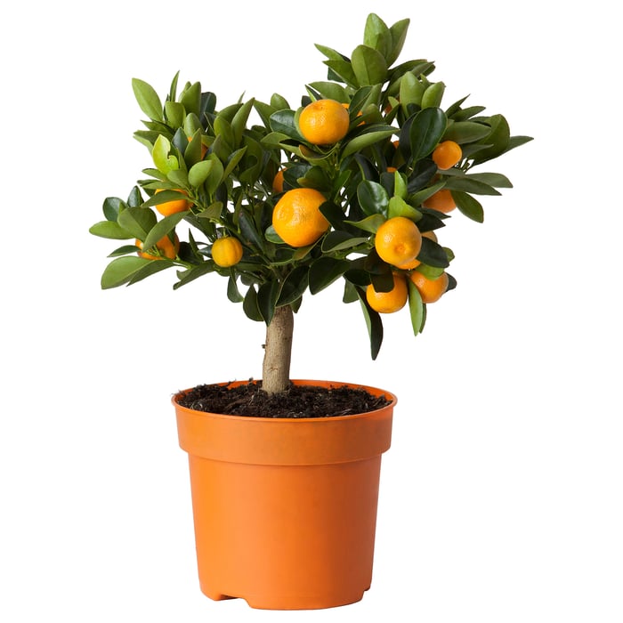 Blumen & Pflanzen für deine Grünoase IKEA Deutschland