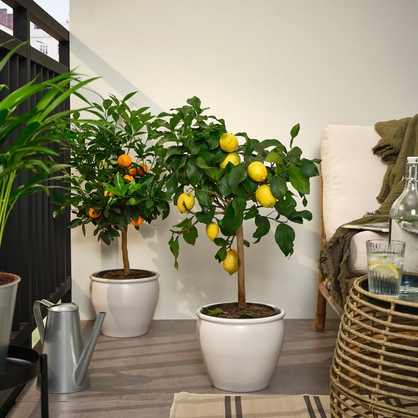Zwei Citrusbäume im Topf, einer mit Orangen und einer mit Zitronen, stehen auf einer Terrasse neben einer Gießkanne aus Metall und einem Korbstuhl mit Kissen.