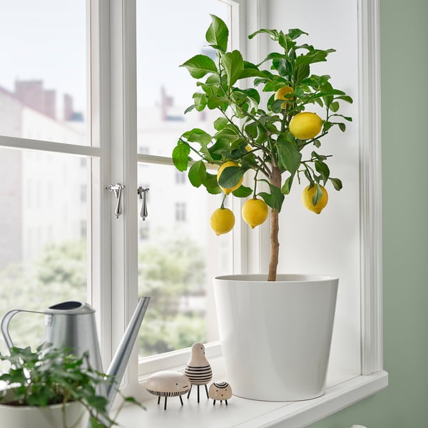 Zitronenbaum auf Fensterbank mit Dekofiguren.