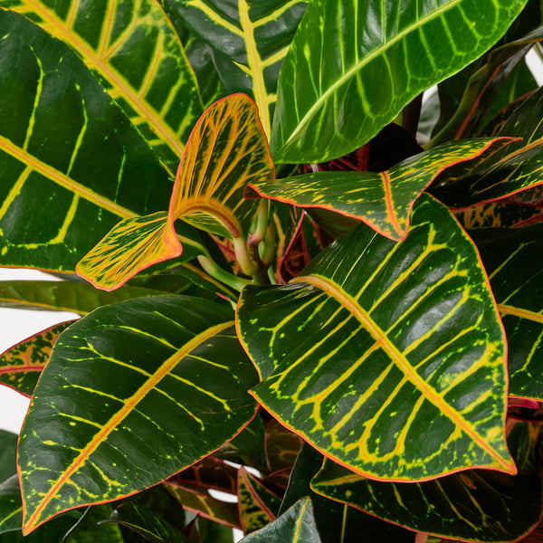 CODIAEUM Pflanze, Wunderstrauch, 24 cm