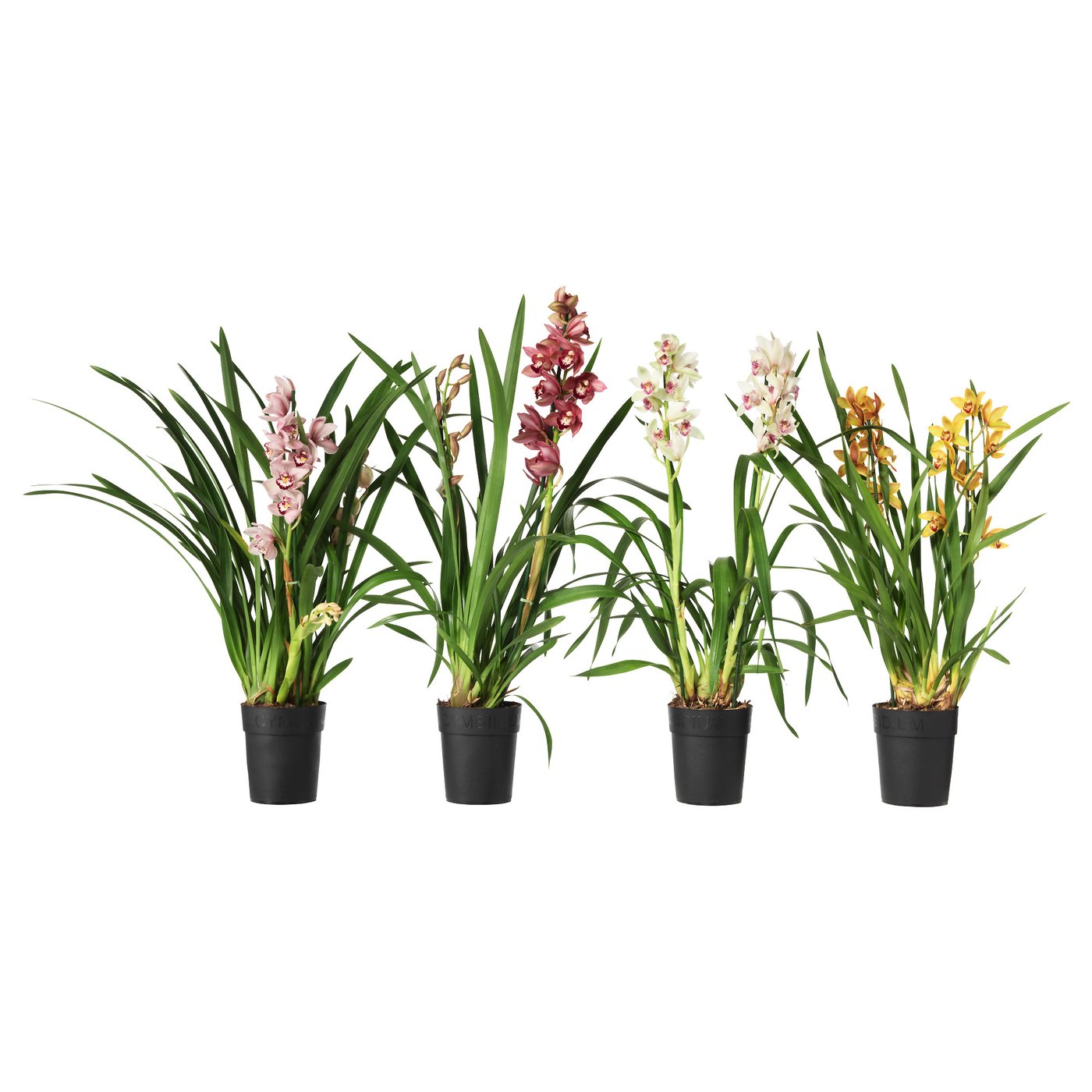 IKEA CYMBIDIUM Pflanze Orchidee versch. Farben