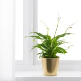 Pflanze mit weißen Blüten am Fenster.