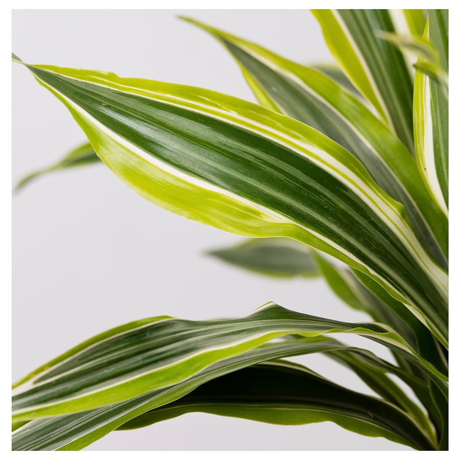 DRACAENA DEREMENSIS Pflanze, versch. Arten/Drachenbaum, 27 cm IKEA