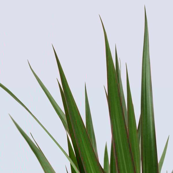 Lebendige, gesunde DRACAENA MARGINATA-Pflanze mit scharfen grünen Blättern und roten Rändern auf weißem Hintergrund.