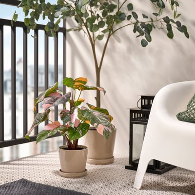 monstera 21 cm Monstera im Palmblattkorb – Pflanztopf Ø 21 cm