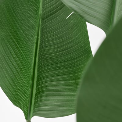 knstliche vitamine herstellung Vitamin C Kapseln aus Acerola  natrlich hochdosiert