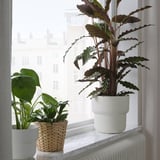 Drei Zimmerpflanzen auf der Fensterbank: eine hohe dunkle Pflanze, eine kleine grüne Pflanze und eine im Korb. Blick auf die Stadt draußen.