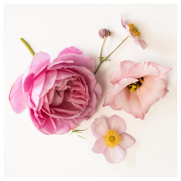 Quadratisches Blumenarrangement mit getrockneten rosa Blüten und Knospen auf weißem Papier.