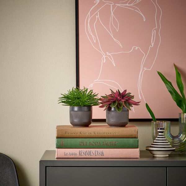Kleine HIMALAYAMIX-Pflanzen in schwarzen Töpfen stehen auf gestapelten Büchern, neben bunten Vasen auf einem Schrank, an einer Wand mit abstrakter Kunst.
