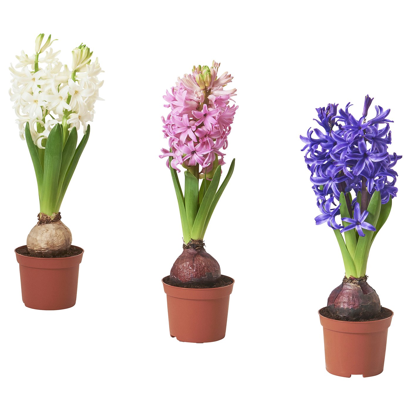 IKEA HYACINTHUS Topfpflanze, 1 Zwiebel Hyazinthe versch. Farben