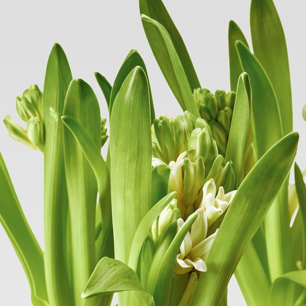 Frische Hyazinthenpflanze mit leuchtend grünen Blättern und weißen Blüten, lebendig und gesund.