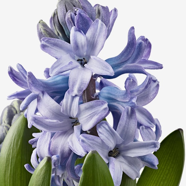 Eine Traube leuchtend blauer Hyazinthenblüten mit sattgrünen Blättern, die sich lebhaft vor einem weißen Hintergrund abheben.