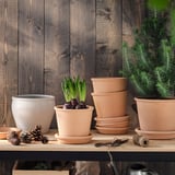 Holzregal mit HYACINTHUS, Terrakotta-Töpfen, Tannenzapfen und grüner Pflanze vor dunkler Wand.