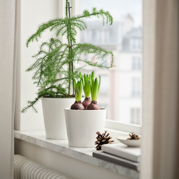 Fensterbank mit Topfpflanzen, Tannenzapfen und Buch.