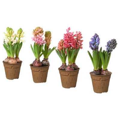HYACINTHUS Topfpflanze 3 Zwiebeln, Hyazinthe versch. Farben, 12 cm