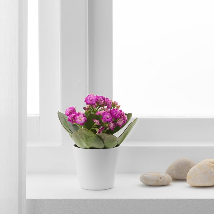 Blumen & Pflanzen für deine Grünoase IKEA Deutschland