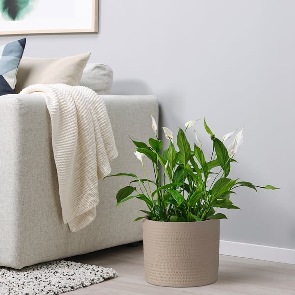 Modernes Wohnzimmer mit grauem Sofa, weißen Kissen und großer Pflanze.