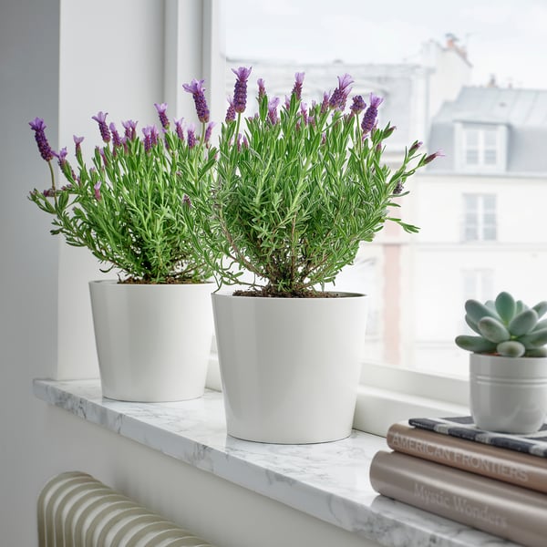 Zwei Lavendel in weißen Töpfen auf einem Marmorregal mit Büchern und einer Sukkulente, Fensterlicht hebt violette Blüten und grüne Blätter hervor.