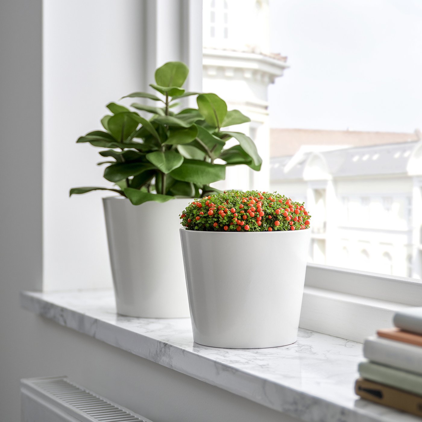 Thumbnail - IKEA NERTERA GRANADENSIS Pflanze Korallenbeere