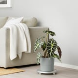 Modernes Wohnzimmer mit Pflanze und Sofa.