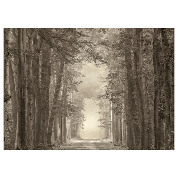 Schwarz-weiße Wandkunst auf dem Waldweg mit hohen Bäumen und Licht am Ende.