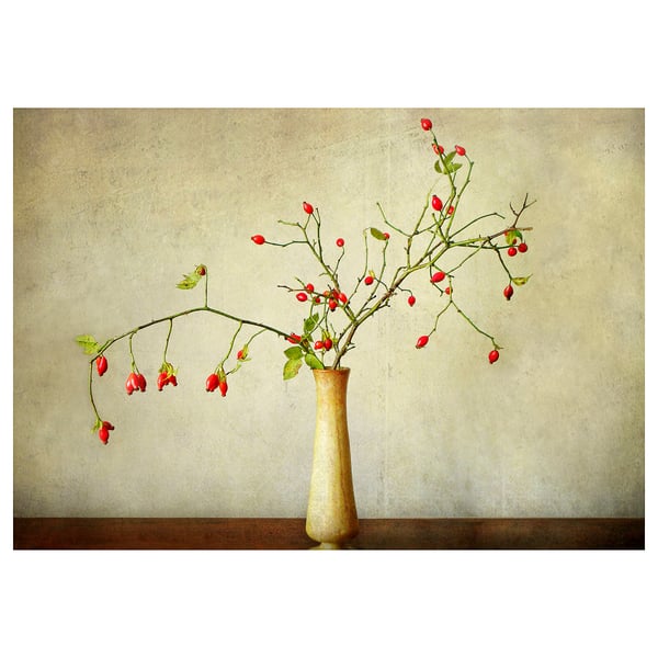 PJÄTTERYD Bild - Hagebutte - IKEA Deutschland