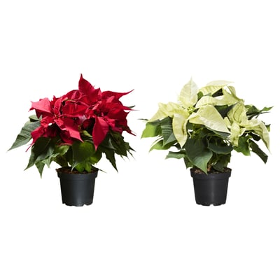 Zwei getopfte Weihnachtssterne: ein roter, einer weiße, in schwarzen Plastiktöpfen.
