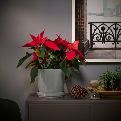Roter Weihnachtsstern mit Tannenzapfen und Glas