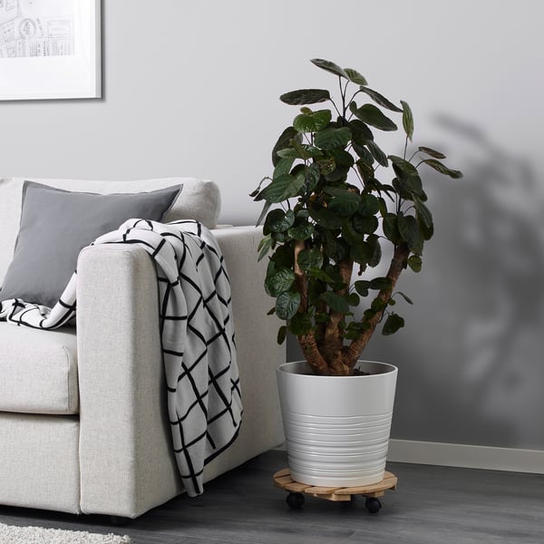 Modernes Wohnzimmer mit Pflanze und grauem Sofa.