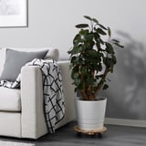 Modernes Wohnzimmer mit Pflanze und grauem Sofa.
