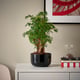 POLYSCIAS Pflanze mit Übertopf, Bonsai/versch. Farben, 14 cm IKEA