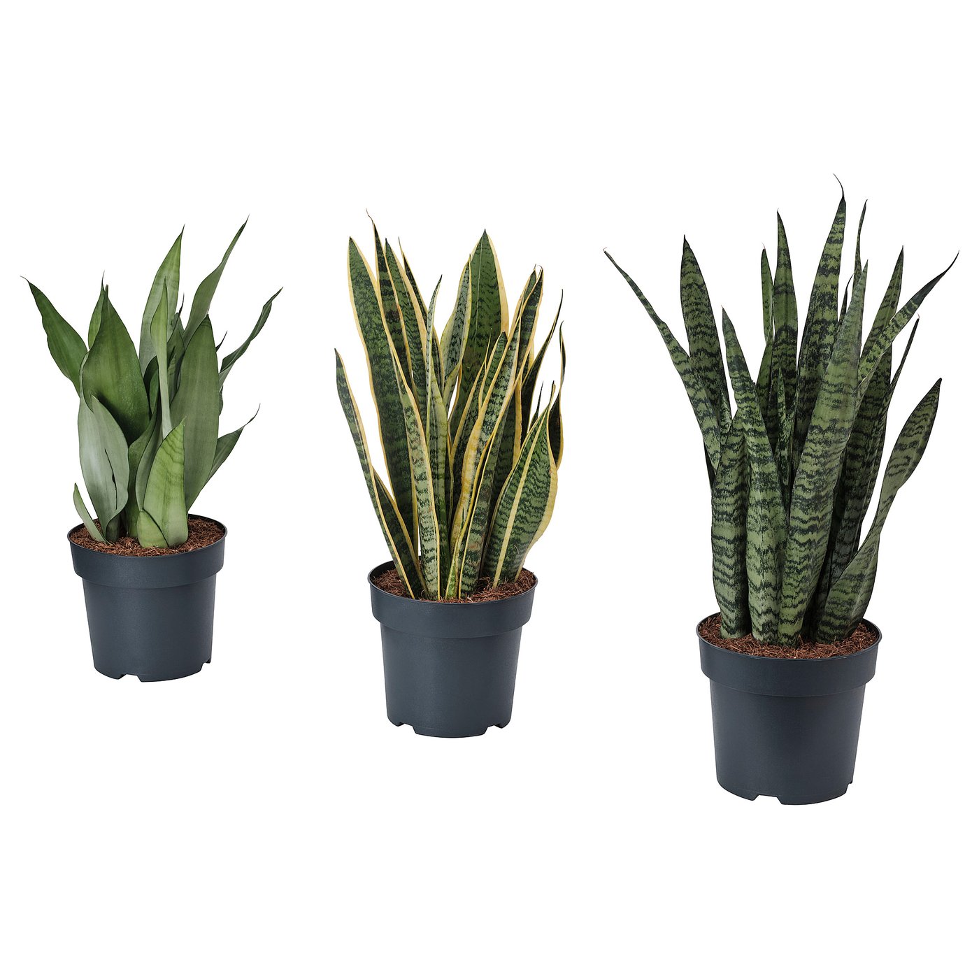 SANSEVIERIA Pflanze, versch. Arten, 21 cm IKEA Deutschland