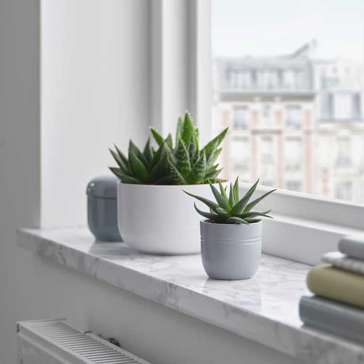 SUCCULENT Pflanze mit Übertopf, Sukkulente versch. Farben, 6 cm IKEA