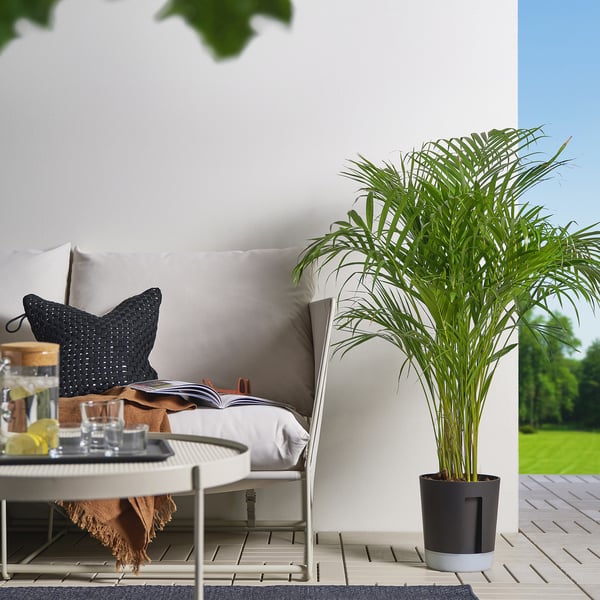 Große Außeneinrichtung: Topfpflanze neben einem gepolsterten Sofa mit Getränken auf einem Tisch.