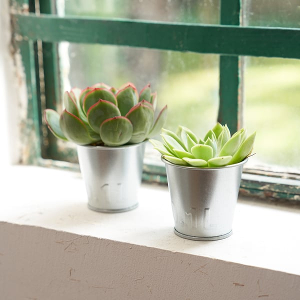 Two small succulents in metal pots on a window sill, rustic charm.