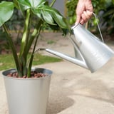 Watering can pours water into potted plant, showcasing plant care.