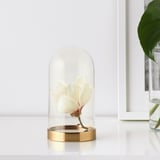 Glass dome on golden base displays single white flower, preserves and it.